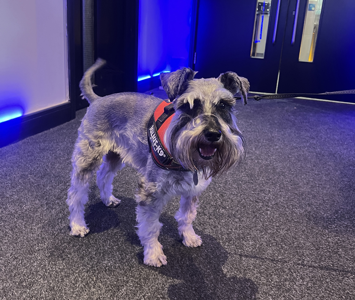 Dog-Friendly Offices